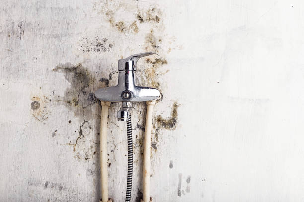 Best Industrial Mold Remediation in Campbell, OH