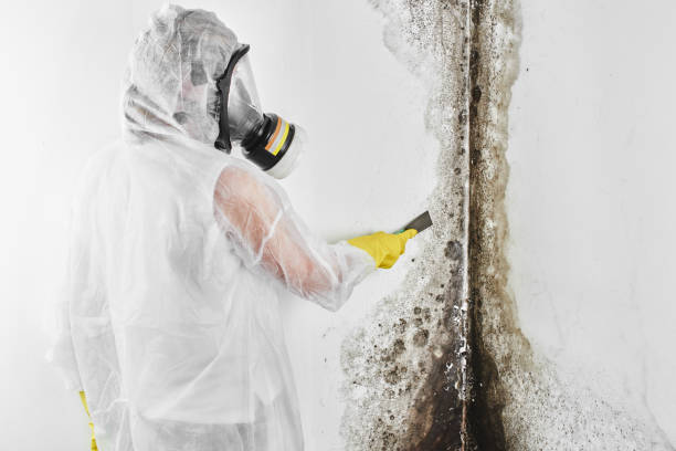 Best Commercial Mold Remediation in Campbell, OH