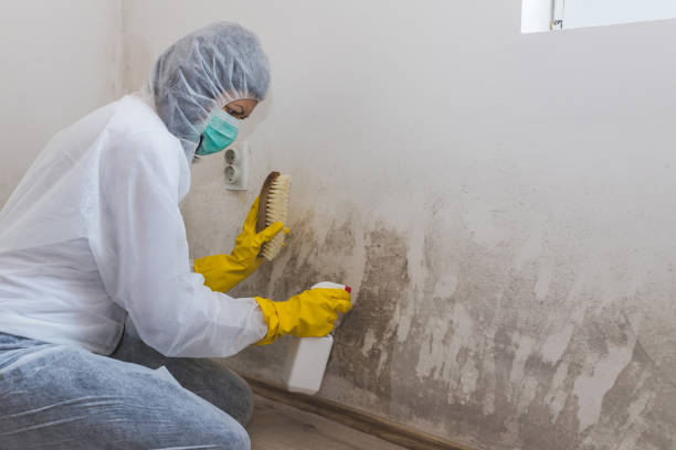 Best Insurance-Related Mold Remediation in Campbell, OH