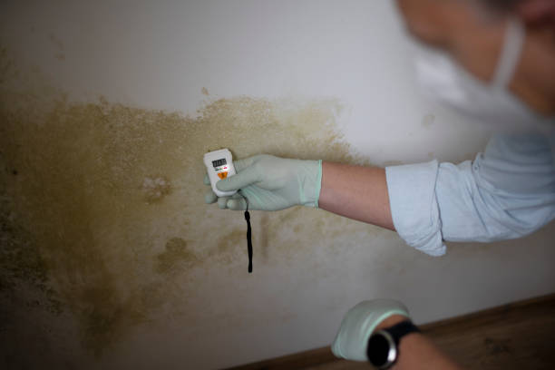  Campbell, OH Mold Removal Pros
