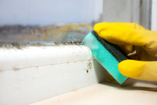 Best Emergency Mold Remediation in Campbell, OH