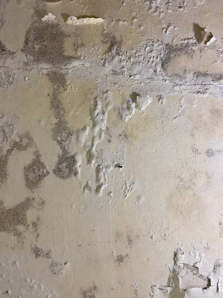 Best HVAC Mold Remediation in Campbell, OH
