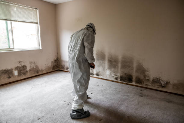 Campbell, OH Mold Remediation Company