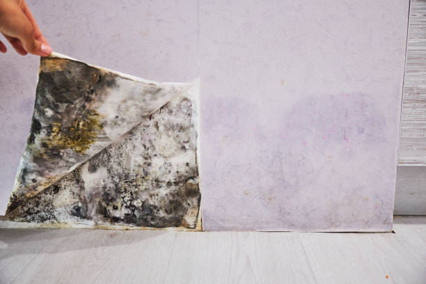 Best Commercial Mold Remediation in Campbell, OH